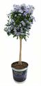 Afbeelding van KP19 Solanum  stam rantonetti Lilac lady